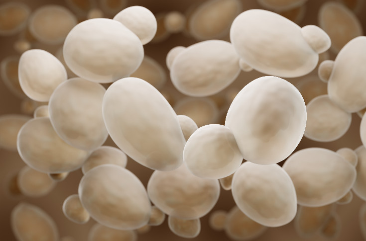 French MP seeks to make yeast labelling mandatory for wines - common sense or an eccentric idea? French MP seeks to make yeast labelling mandatory for wines - common sense or an eccentric idea?