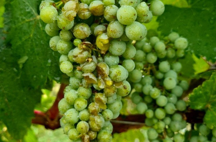 2 orages de grêle s’abattent en 1 jour sur des centaines d’hectares de vignes en Savoie