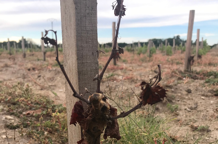 Une dérogation pour que les plants de vignes desséchés touchent les aides à la restructuration