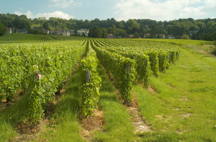 Des maisons de Champagne 