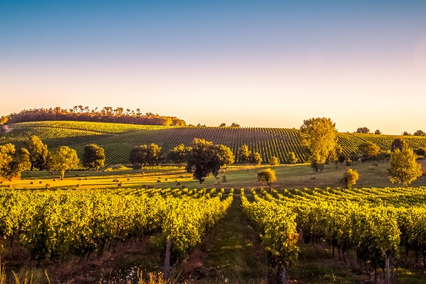 Les vins AOC peuvent désormais expérimenter