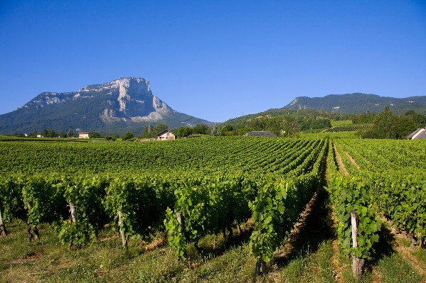 En Savoie, belle saison viticole un peu entachée dans les vignes de Combe