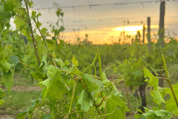 Localisée, la grêle laisse affaiblis les vignes et vignerons