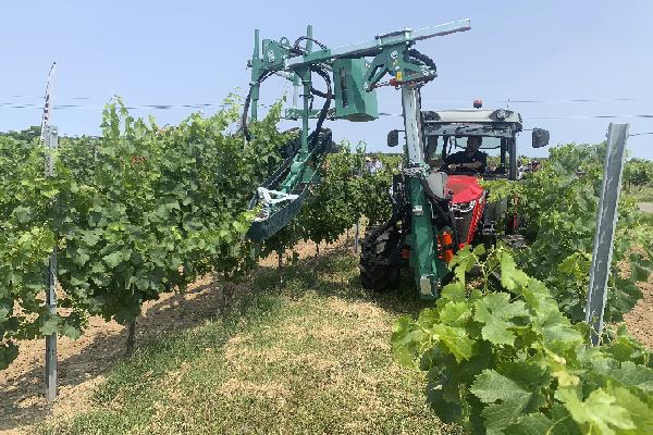  Clemens vs Provitis : deux releveuses palisseuses à l'épreuve dans des vignes de Gironde