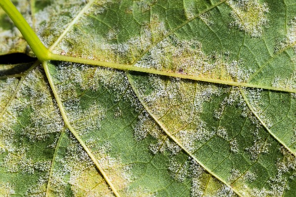 Deuxième vague de mildiou dans les vignes bordelaises