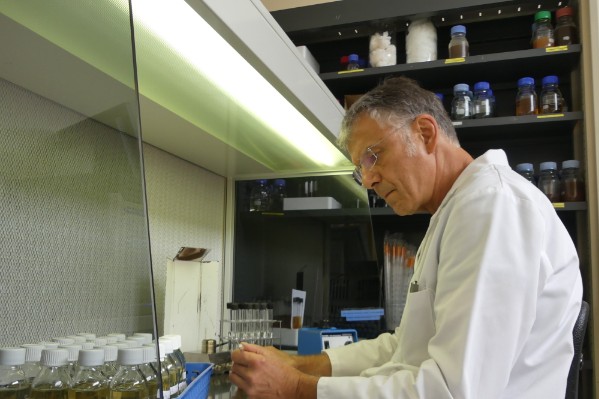  Certaines souches de S. cerevisiae empêchent l'apparition des goûts phénolés dans les vins rouges