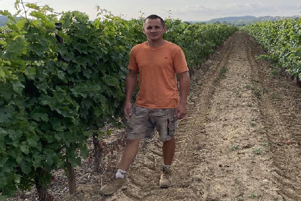 Les engrais foliaires appliqués après la vendange favorisent la mise en réserve