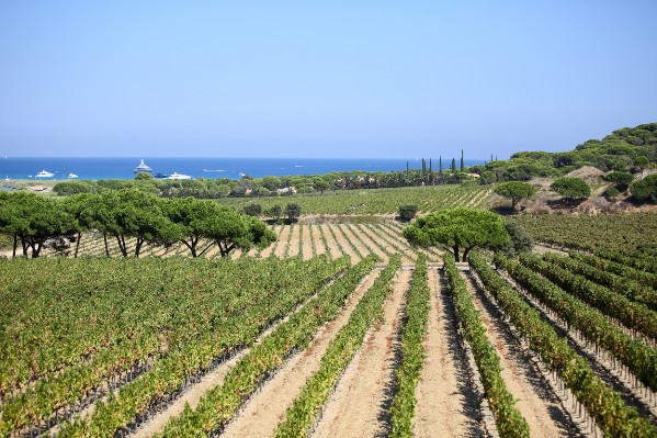 Situation sanitaire hétérogène dans les vignes du Var