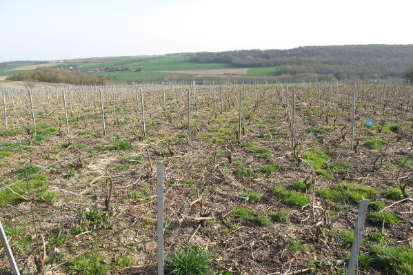 L’Efsa rend un avis favorable pour le renouvellement du glyphosate