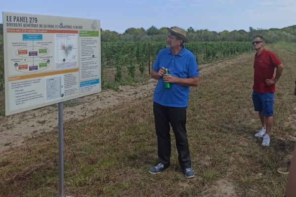 Quels cépages résistent le mieux à la sécheresse ?