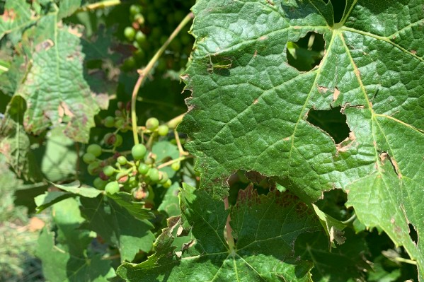 La grêle tombe à nouveau sur les vignes d'Anjou