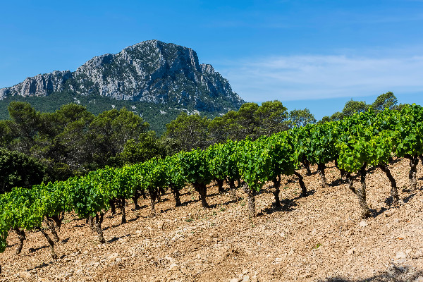 Pic Saint-Loup gravi pour les vins AOP rouges et rosés, pas encore pour les blancs