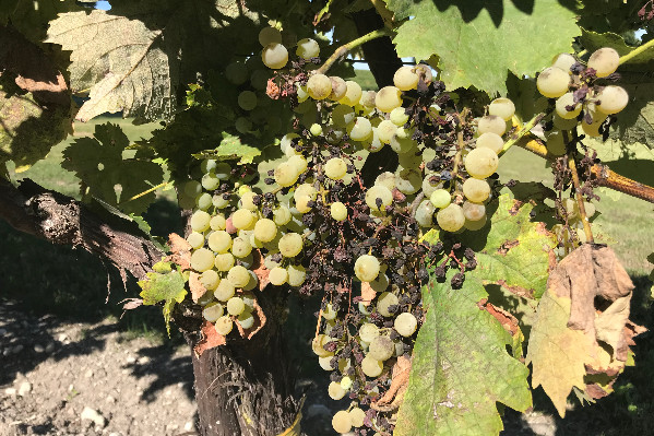 Bordeaux veut que le mildiou 2023 soit reconnu calamité viticole