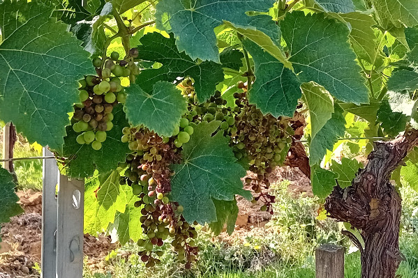 Le mildiou contamine 90 % des vignes de Bordeaux