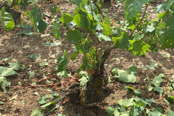 Les vignes de Meursault et Mercurey victimes de la grêle