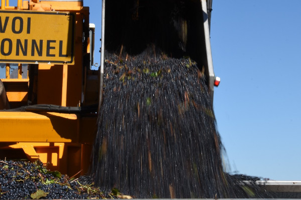 Une belle vendange annoncée dans la Loire