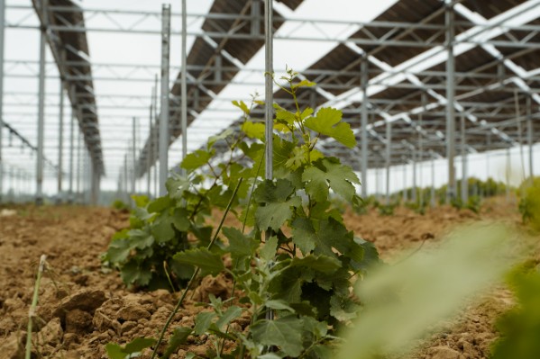 Le photovoltaïque, pari vigneron face aux aléas climatiques