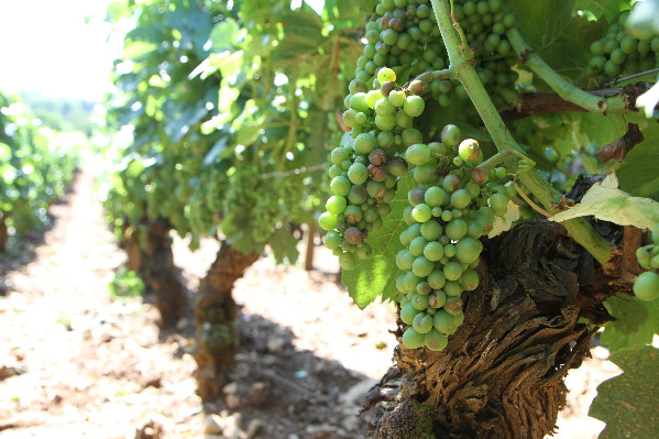 Les orages s’acharnent sur les raisins du Mâconnais