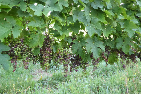 Les vins de Bordeaux lancent leur plan mildiou à point nommé et à 500 000 €