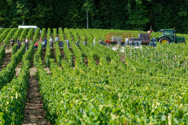 75 % des viticulteurs peinent à recruter