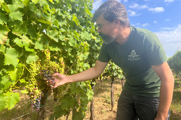 0 dégât mildiou et 2 traitements phytos, c’était possible à Bordeaux en 2023… avec des cépages résistants