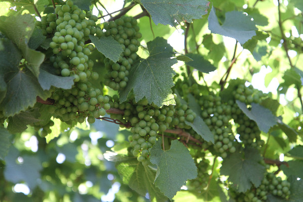 En Bourgogne, la future vendange aussi abondante que menacée