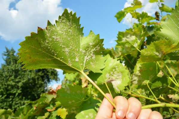 Un anti-mildiou de la vigne en moins avec la fin du Métirame