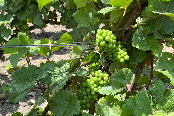 Une belle vendange en perspective pour la Champagne