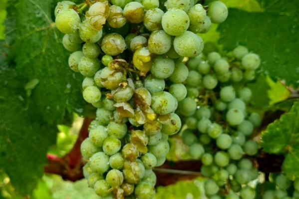 2 orages de grêle s’abattent en 1 jour sur des centaines d’hectares de vignes en Savoie