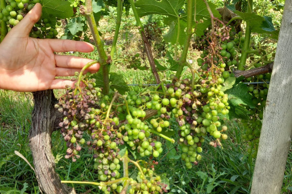 Refus des assureurs de couvrir les pertes du mildiou : 'un grand bras d’honneur à tout le vignoble !'