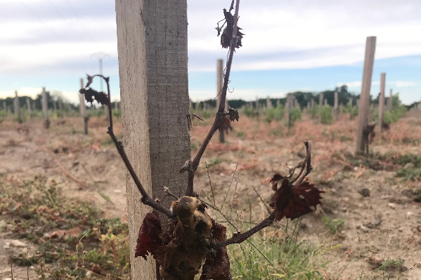 Une dérogation pour que les plants de vignes desséchés touchent les aides à la restructuration