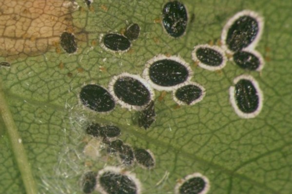 Le vignoble d’Occitanie en proie à un nouvel insecte