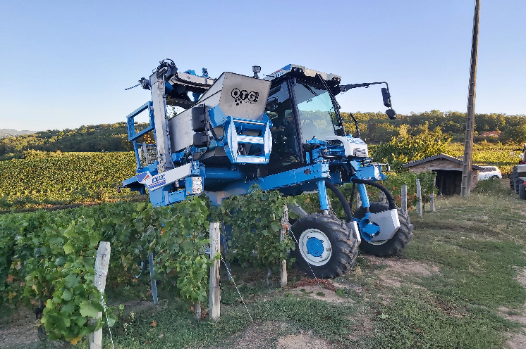 Dans les vignes, des machines à vendanger 