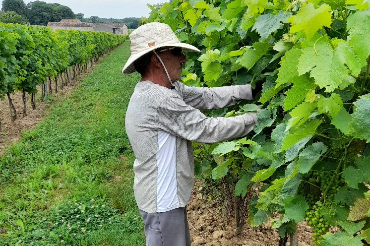 Des protections anti-UV testées et approuvées par les travailleurs dans les vignes