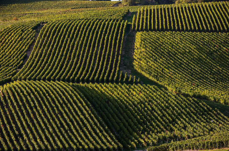 L’interdiction des herbicides dans le vignoble à préciser