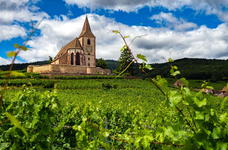 Les vins d’Alsace testeront chenin, syrah, vermentino... mais pas petit manseng et petit courbut