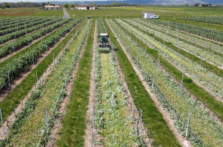 Le vignoble de Gaillac reste gaillard face au mildiou