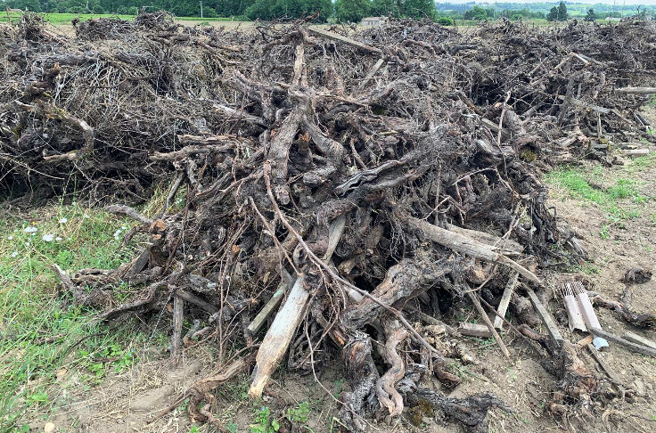 Bordeaux tire (et fait) la leçon de l’arrachage de vignes