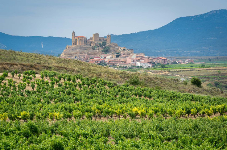 L’arrachage de vignes toujours plus demandé par la France, l’Espagne et l’Italie