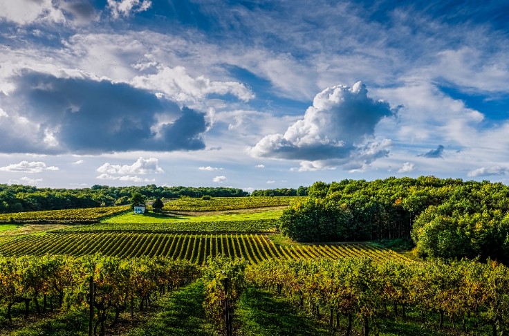 110 hl/ha, rendements à la baisse dans les vignes charentaises