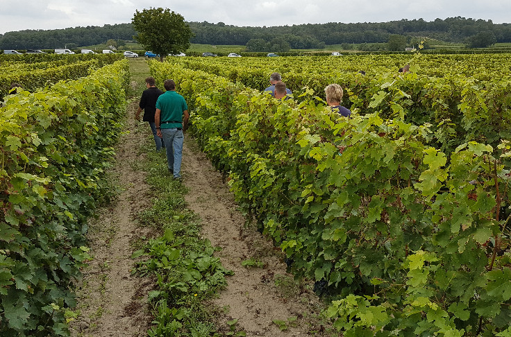 Des points HVE à gagner au vignoble en prospection de la flavescence dorée