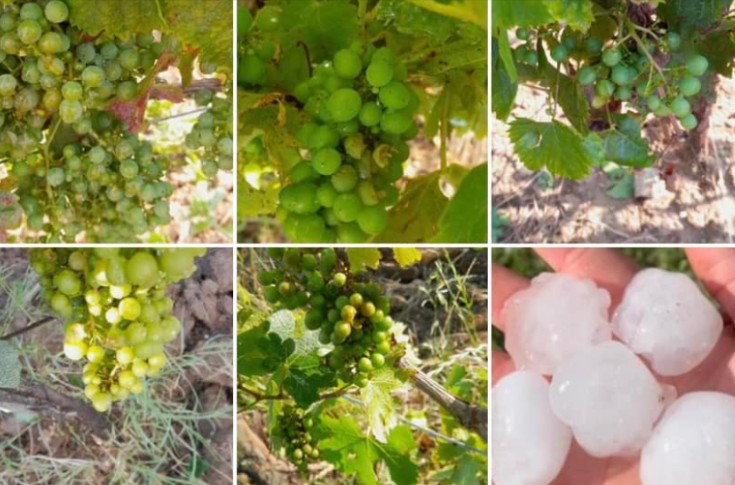 La grêle élimine les derniers espoirs de vendange de nombreux vignerons