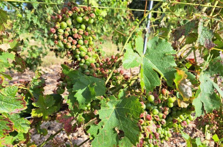 800 ha de vignes vendangées par la grêle en 30 minutes ⛈️