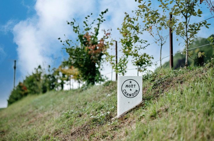 Le projet écologique de Moët & Chandon pour la Champagne