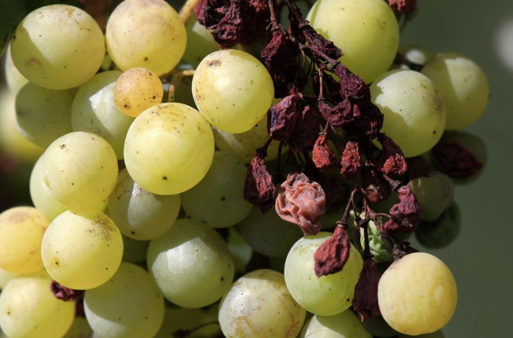 Le mildiou contamine des parcelles d’artaban, vidoc, cabernet volos et sauvignon rytos