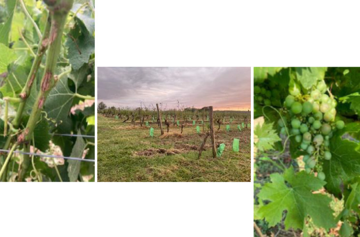 700 hectares de vignes caillassées à 55 % de dégâts par la grêle