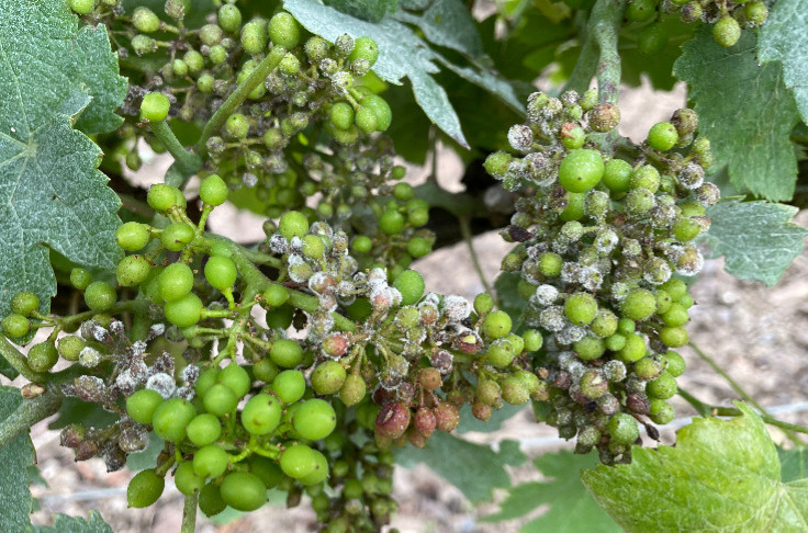 80 % des vignes avec du mildiou sur grappes