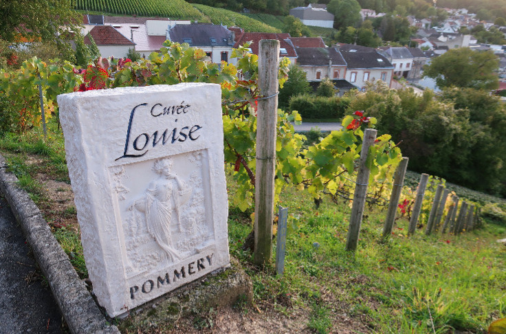 Plus les raisins perdent en kilogramme avec le mildiou, plus les champagnes montent en gamme