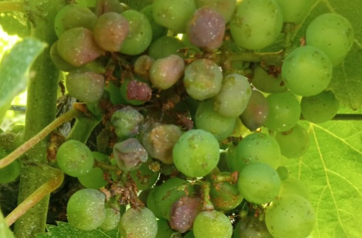 La goutte de rot brun qui fait déborder le vase du mildiou dans les vignes de Bordeaux