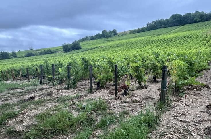 Aux dégâts du mildiou se rajoutent ceux de la grêle à Sancerre
